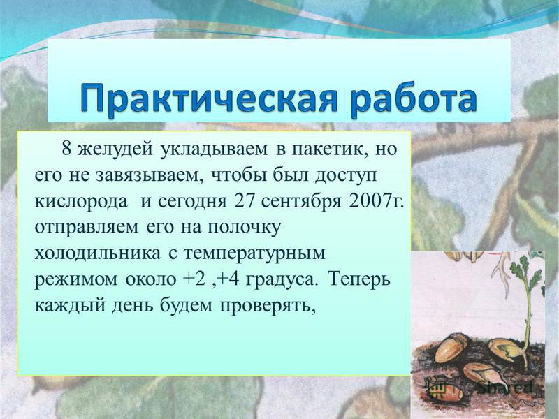 Как вырастить каштан из ореха в домашних условиях (отзывы) Дуб (дерево описание. Сколько растет дуб)