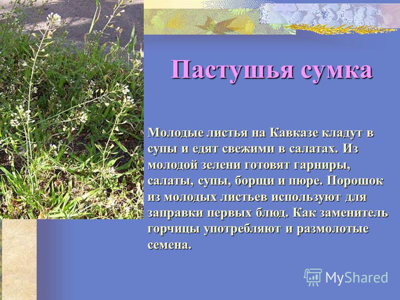 Дикорастущие растения ростовской области названия фото - ViktoriaFoto.ru