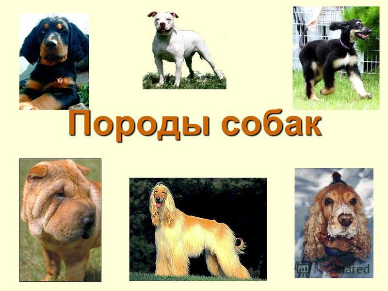 Виды Собак И Их Названия С Фото