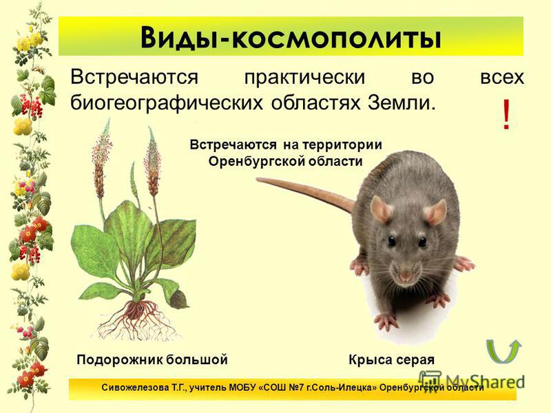 Космополит В Биологии