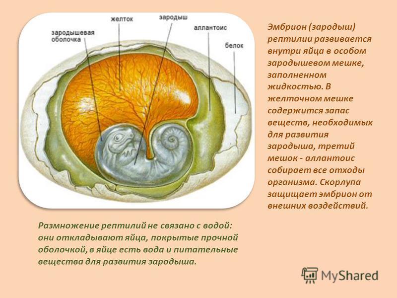 Размножение пресмыкающихся связано с водой Размножение пресмыкающихся связано с водой