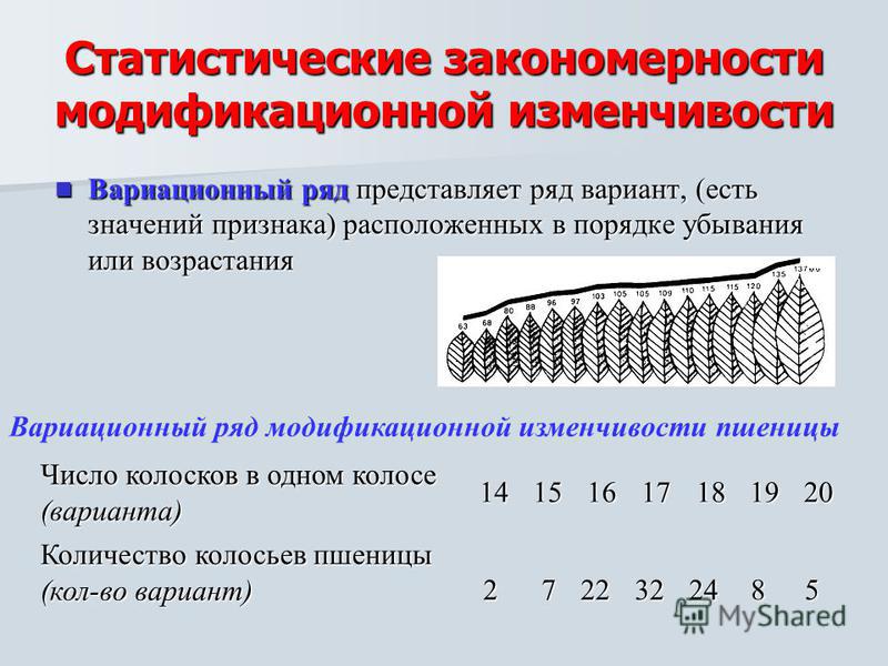 Закономерности изменчивости 11 класс презентация пасечник - Basanova.ru