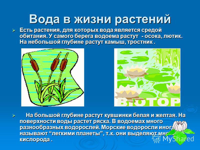 Значение воды в природе презентация