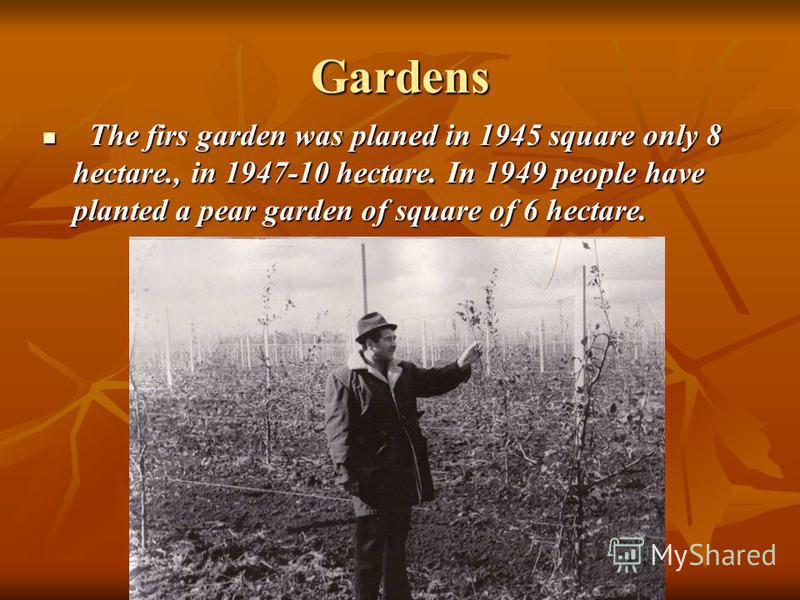 Gardens The firs garden was planed in 1945 square only 8 hectare., in 1947-10 hectare. In 1949 people have planted a pear garden of square of 6 hectare. The firs garden was planed in 1945 square only 8 hectare., in 1947-10 hectare. In 1949 people hav