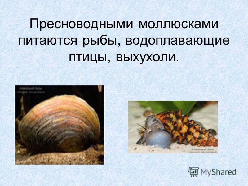 Значение моллюсков для человека - Vetgon.ru