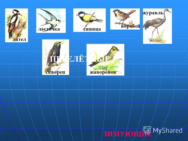 Как зимует воробей в волжском картинки Как зимует воробей в волжском картинки
