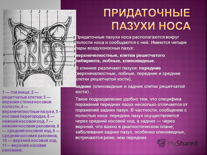Презентация на тему: "МАОУ лицей 82 учитель биологии Булгакова И.В.. Эволюци орг