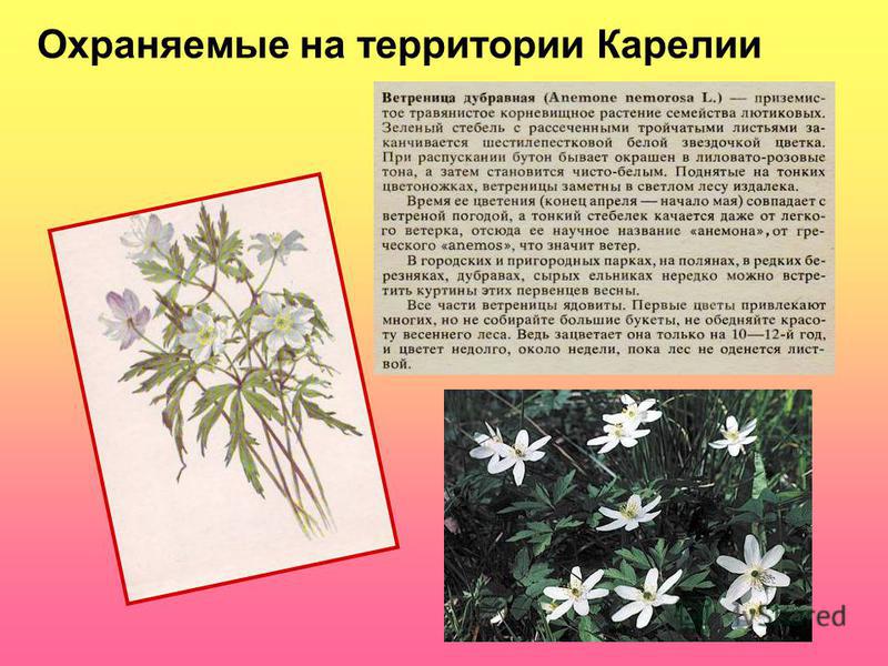 Урок 7 класс редкие растения карелия