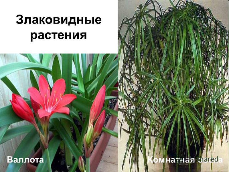Комнатные растения узнать по фото
