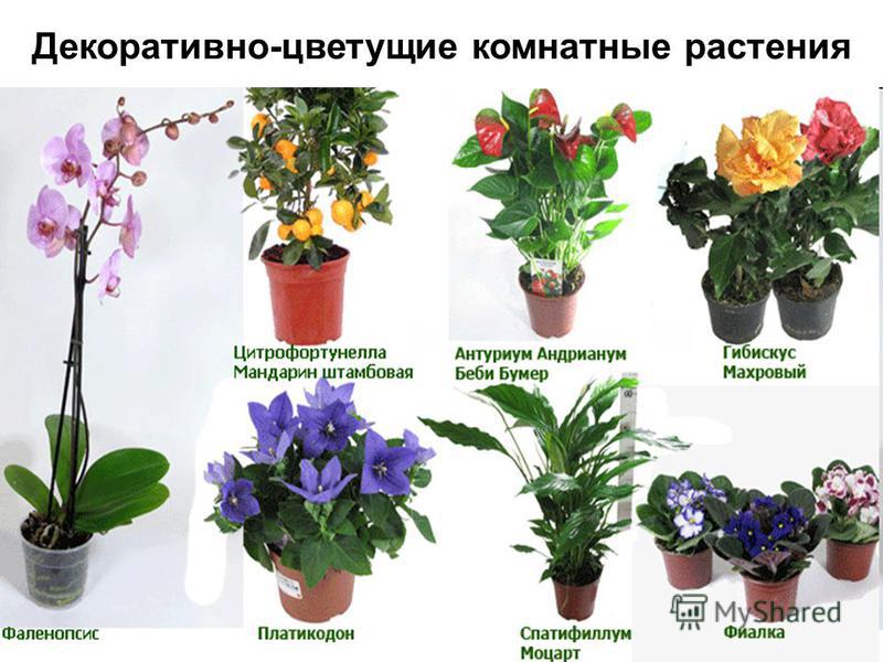 Имена домашних цветов и Имена домашних цветов и