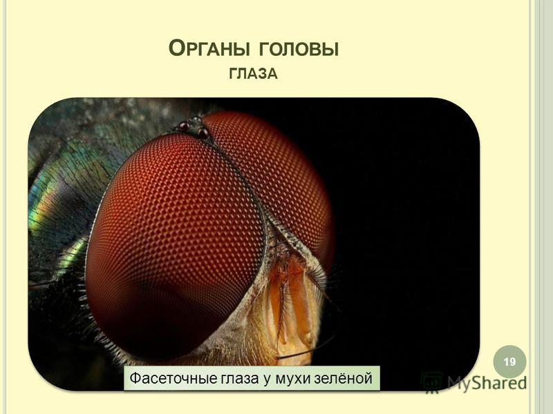 О РГАНЫ ГОЛОВЫ ГЛАЗА 19 Фасеточные глаза у мухи зелёной