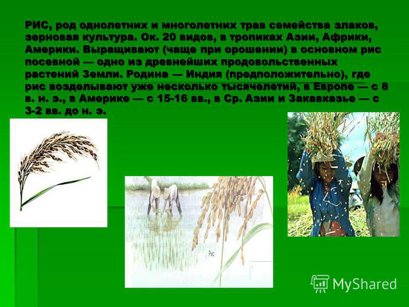 От порчи Опекунство над ребенком в 2017 году: сколько платят, виды