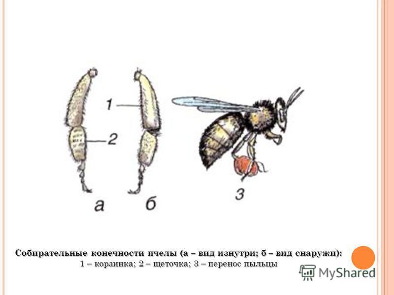 Конечность пчелы под микроскопом