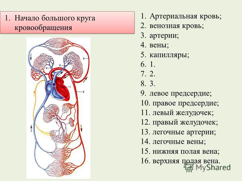 Тесты онлайн по биологии 8 класс анатомия человека решать бесплатно и без регистрации
