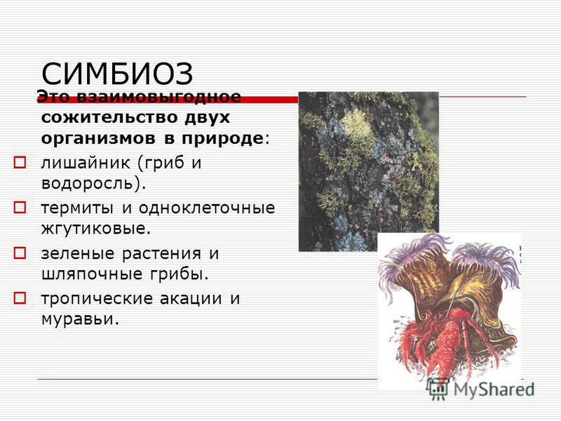 Презентация на тему мутуализм