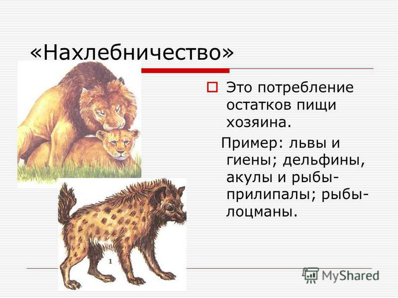 Взаимополезные отношения видов Взаимополезные отношения видов