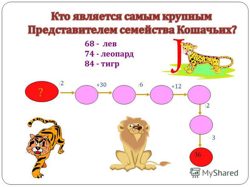 68 - лев 74 - леопард 84 - тигр :2:2 +30 +12 :2:2 · 3· 3 36 ? :6:6
