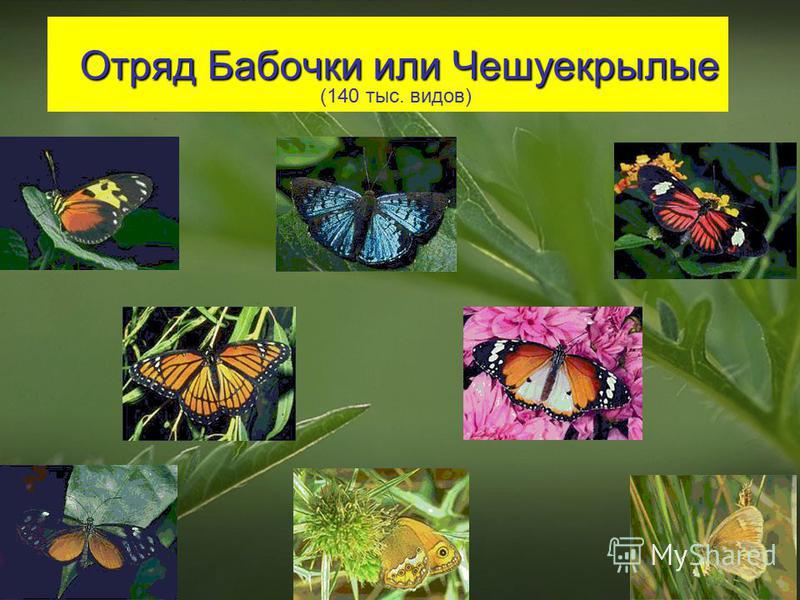 Отряд Бабочки или Чешуекрылые (140 тыс. видов)