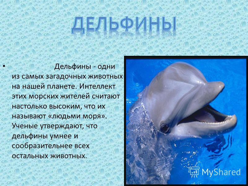 Проект 3 класс люди и дельфины Интеллект дельфина 59 фото - ZooClever.ru