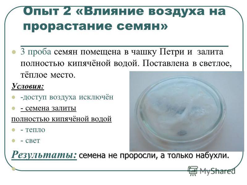 Влияние биостимуляторов на всхожесть садовых растений проект