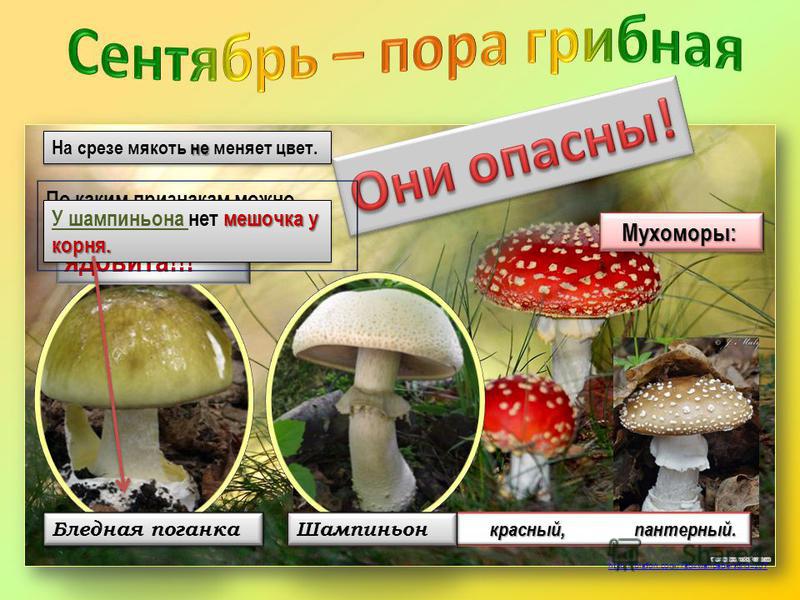В Чем Сходство И Различие Бледной Поганки И Шампиньона Для 2 Класса
