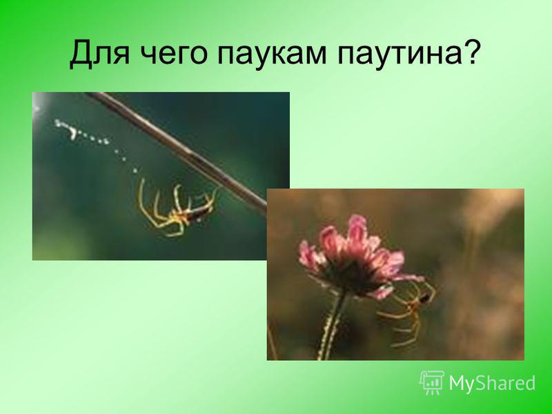 Она повсюду плетет Она повсюду плетет