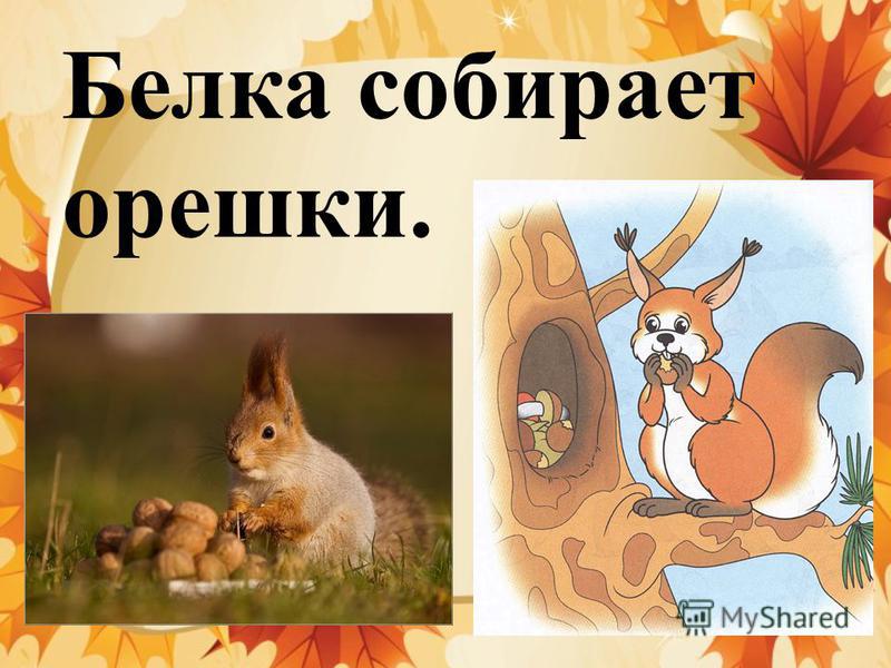 Животные Осенью В Лесу Сочинение Животные Осенью В Лесу Сочинение