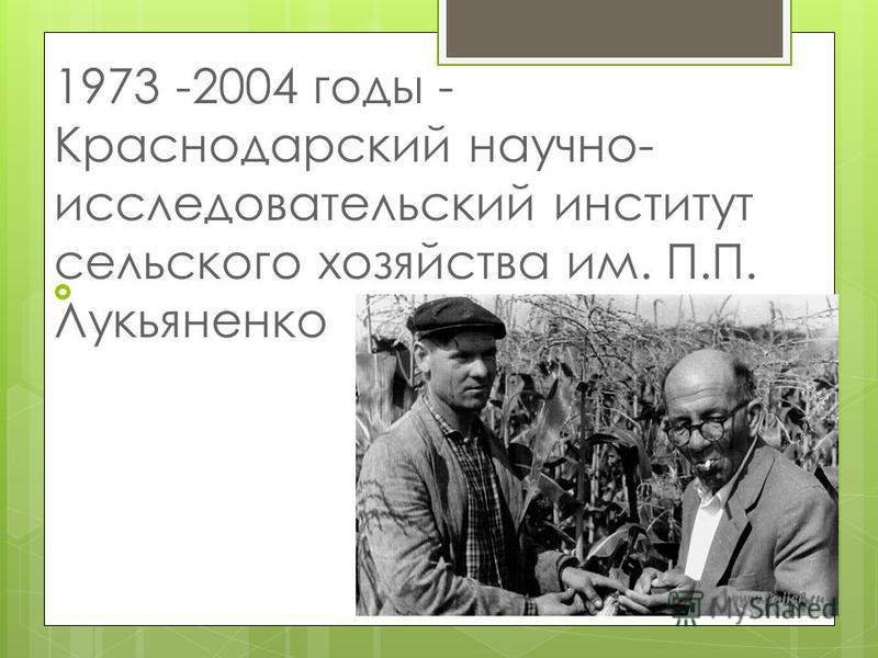 1973 -2004 годы - Краснодарский научно- исследовательский институт сельского хозяйства им. П.П. Лукьяненко