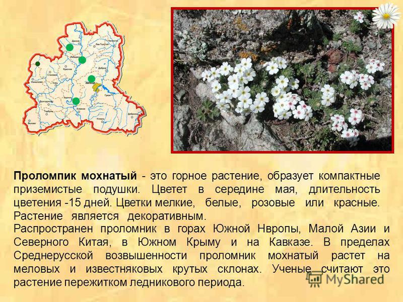 Проломник Северный Фото Где Растет Проломник Северный Фото Где Растет