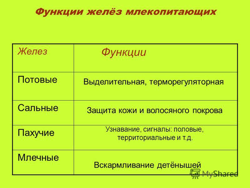 Какие железы есть в коже функции Какие железы есть в коже функции