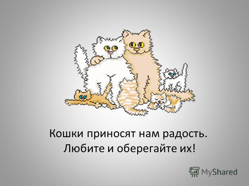 Кошки приносят нам радость. Любите и оберегайте их!