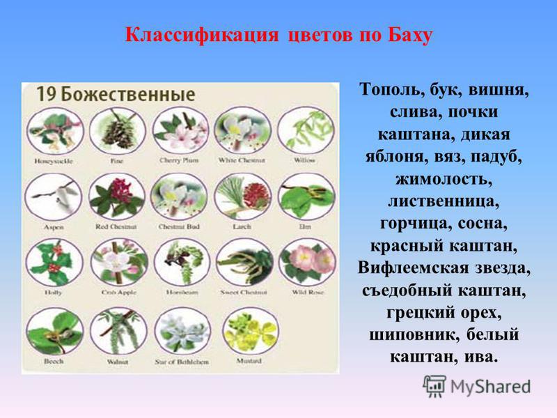 Цветок классификация Цветок классификация