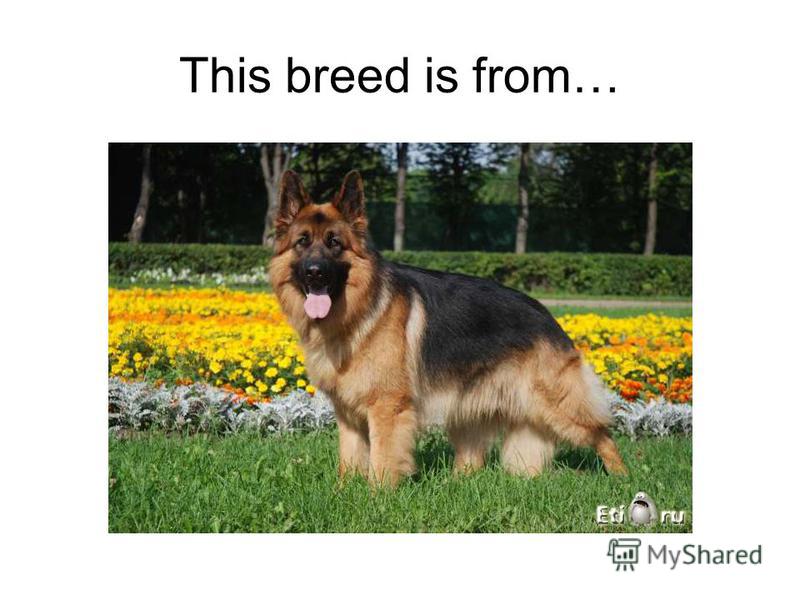 This breed is from…