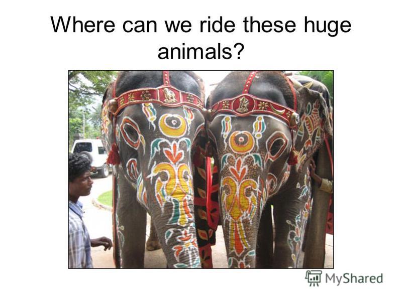Where can we ride these huge animals?