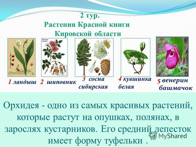 Животные Кировской Области Фото И Описание