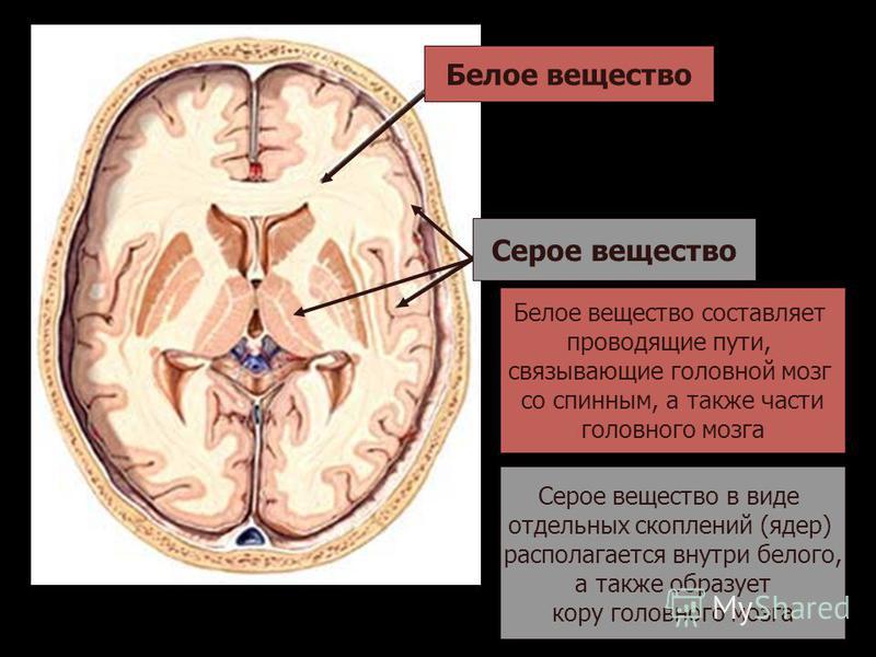 Белое вещество Серое вещество Белое вещество составляет проводящие пути, связывающие головной мозг со спинным, а также части головного мозга Серое вещество в виде отдельных скоплений (ядер) располагается внутри белого, а также образует кору головного