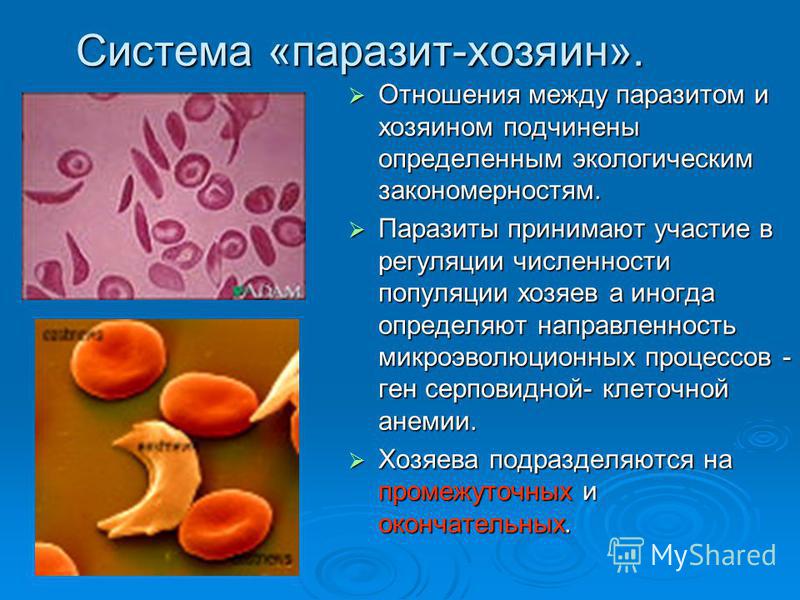 Анализ на лямблии цена в тольятти
