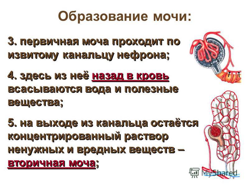 Схема процесса образования мочи Схема процесса образования мочи