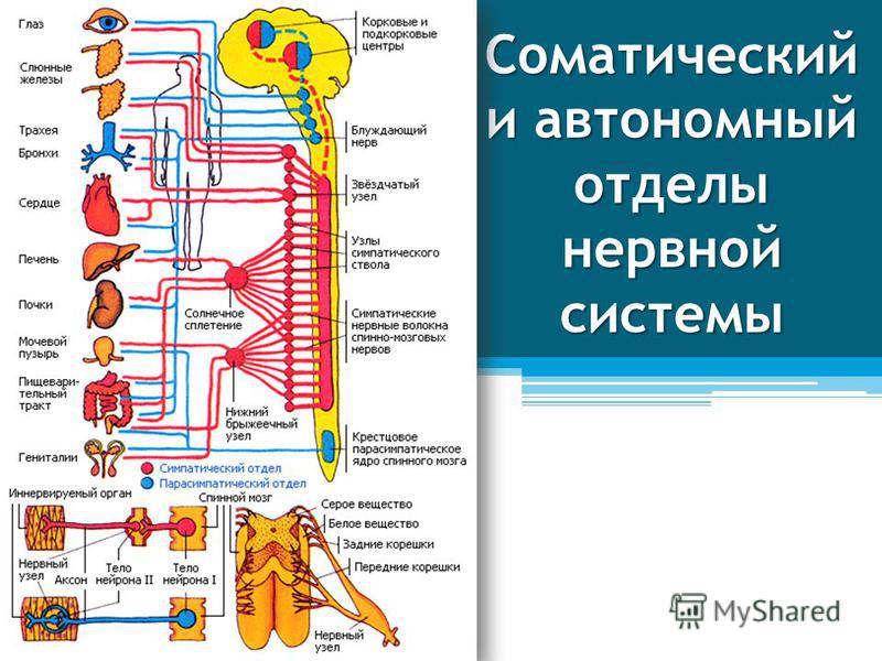 Контрольная работа по теме Центральная нервная система: строение, функции