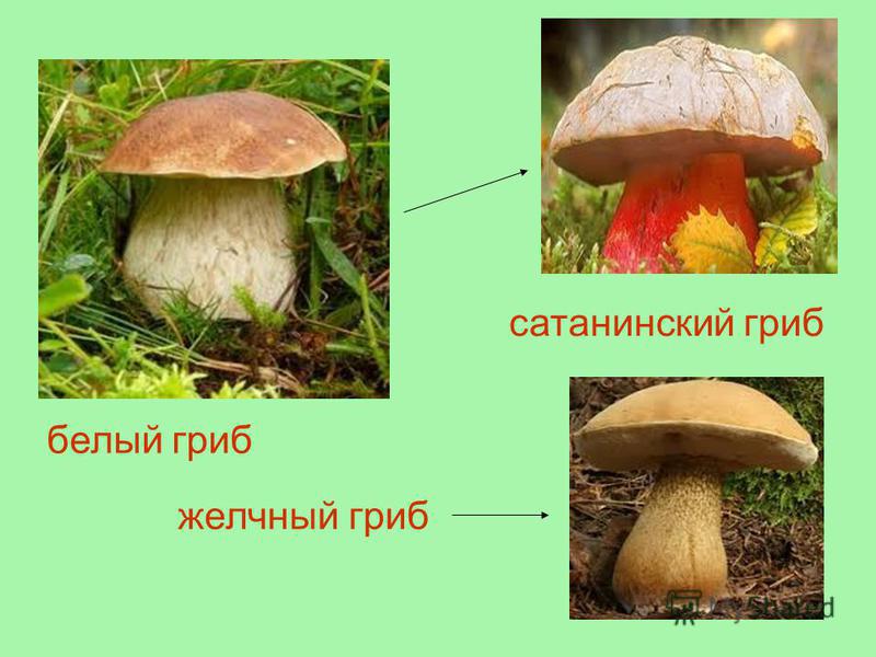 белый гриб сатанинский гриб желчный гриб