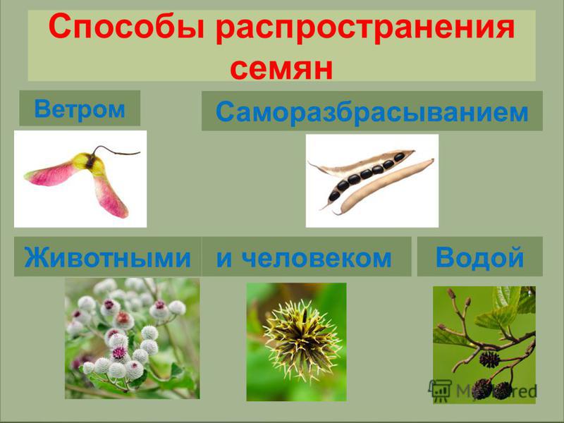 Как распространяются семена тополя - MosRosa.ru