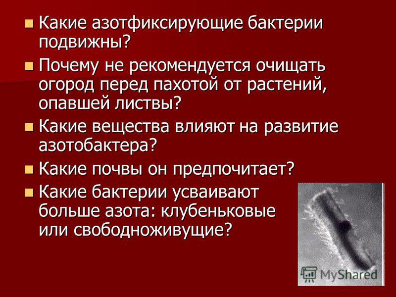Симбиотические азотфиксаторы фото - Arhids.ru