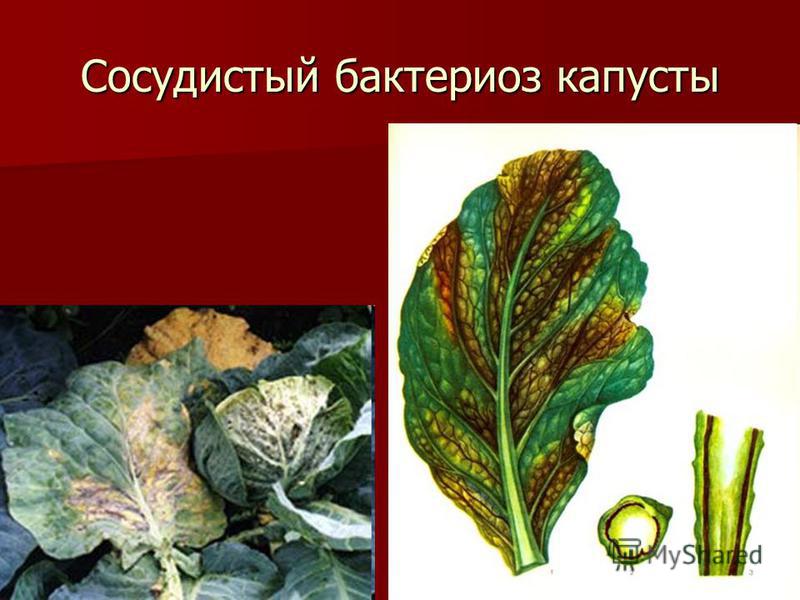 Болят и текут уши что делать