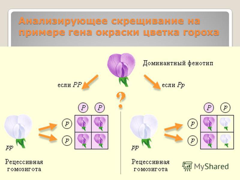 Презентация на тему: "Анализирующее скрещивание. Неполное доминирование" для 10