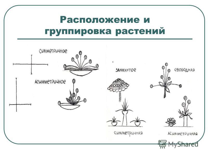 Расположение и группировка растений
