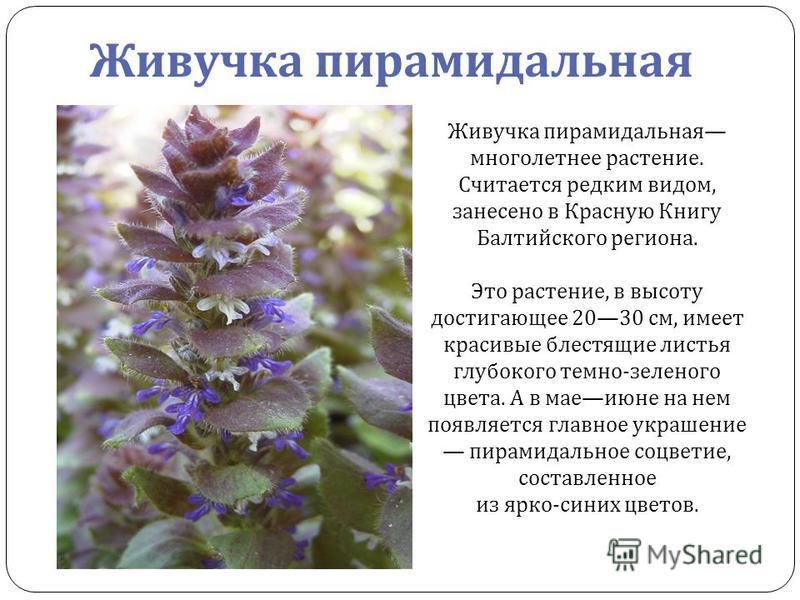 Живучка пирамидальная многолетнее растение. Считается редким видом, занесено в Красную Книгу Балтийского региона. Это растение, в высоту достигающее 2030 см, имеет красивые блестящие листья глубокого темно-зеленого цвета. А в мае июне на нем появляет