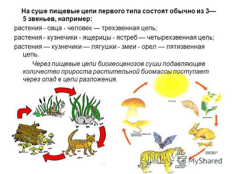 Какая Цепь Питания Составлена Правильно Кузнечик Растения