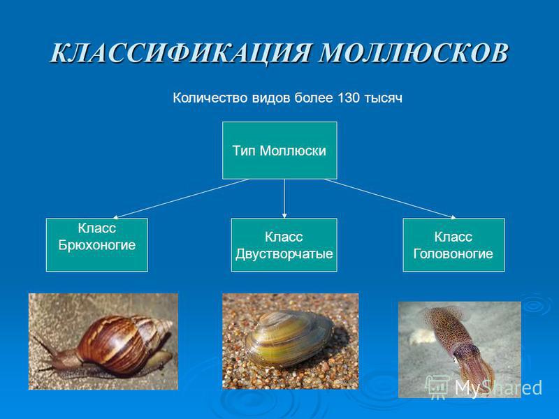 Виды Моллюсков Фото