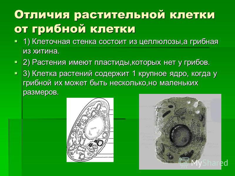 Как выглядит клетка растений животных и грибов