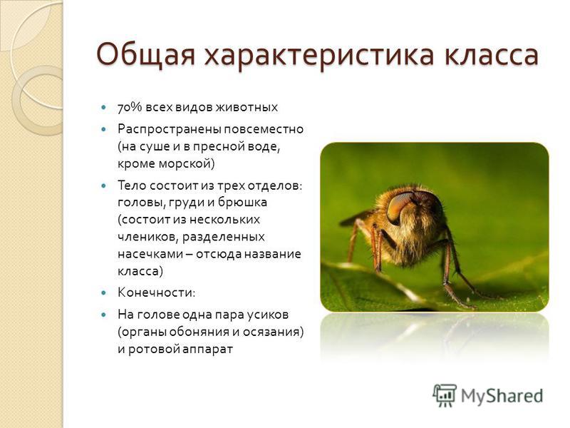 Класс насекомые общая характеристика таблица